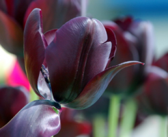 黒いチューリップ　花言葉　色　種類