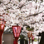 東京　桜祭り　花見　2018