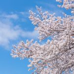日本 八重桜 歴史