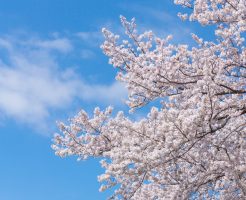 日本 八重桜 歴史