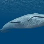 クジラの寿命で最長は200年、鯨とイルカの違いは寿命と大きさ